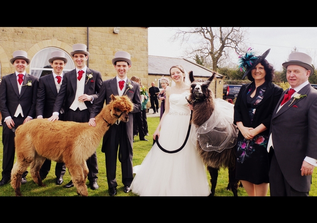 We chat to North Yorkshire's Nidderdale Llamas about the newest wedding craze!