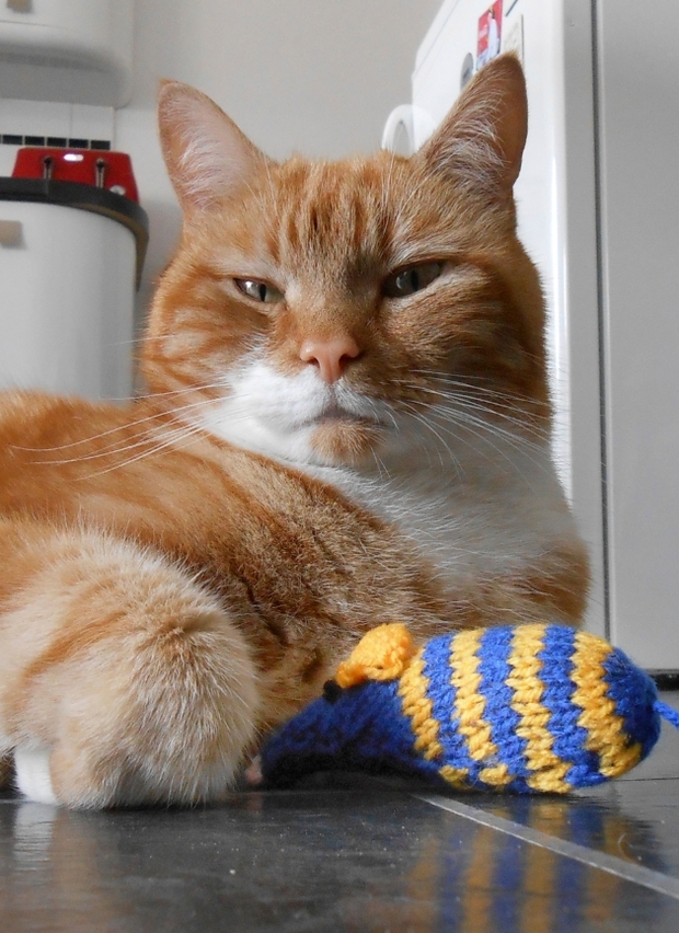 Cats Protection League launches annual knitting bee
